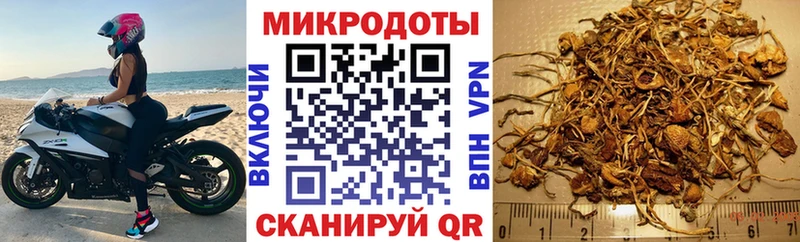 наркота  Нефтегорск  Псилоцибиновые грибы Psilocybine cubensis 